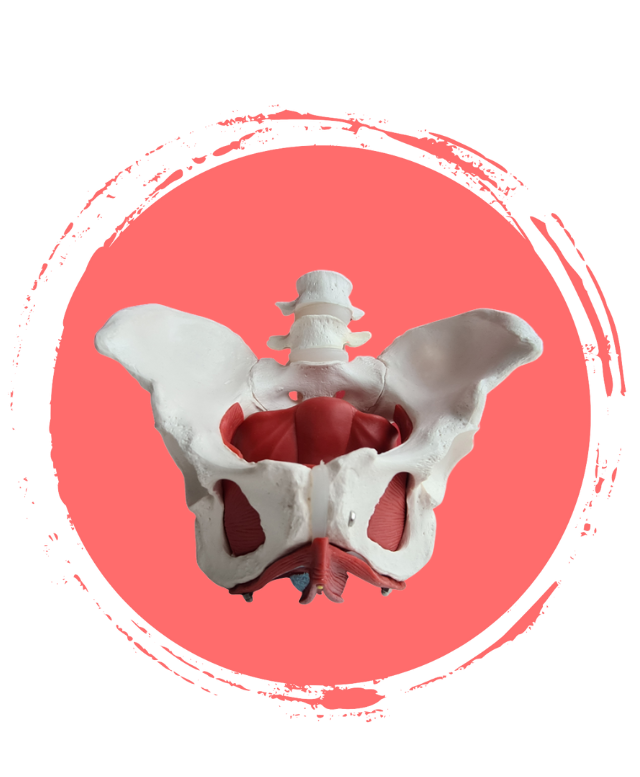 Beckenboden Anatomie Modell – Complete Life Präventionskurse